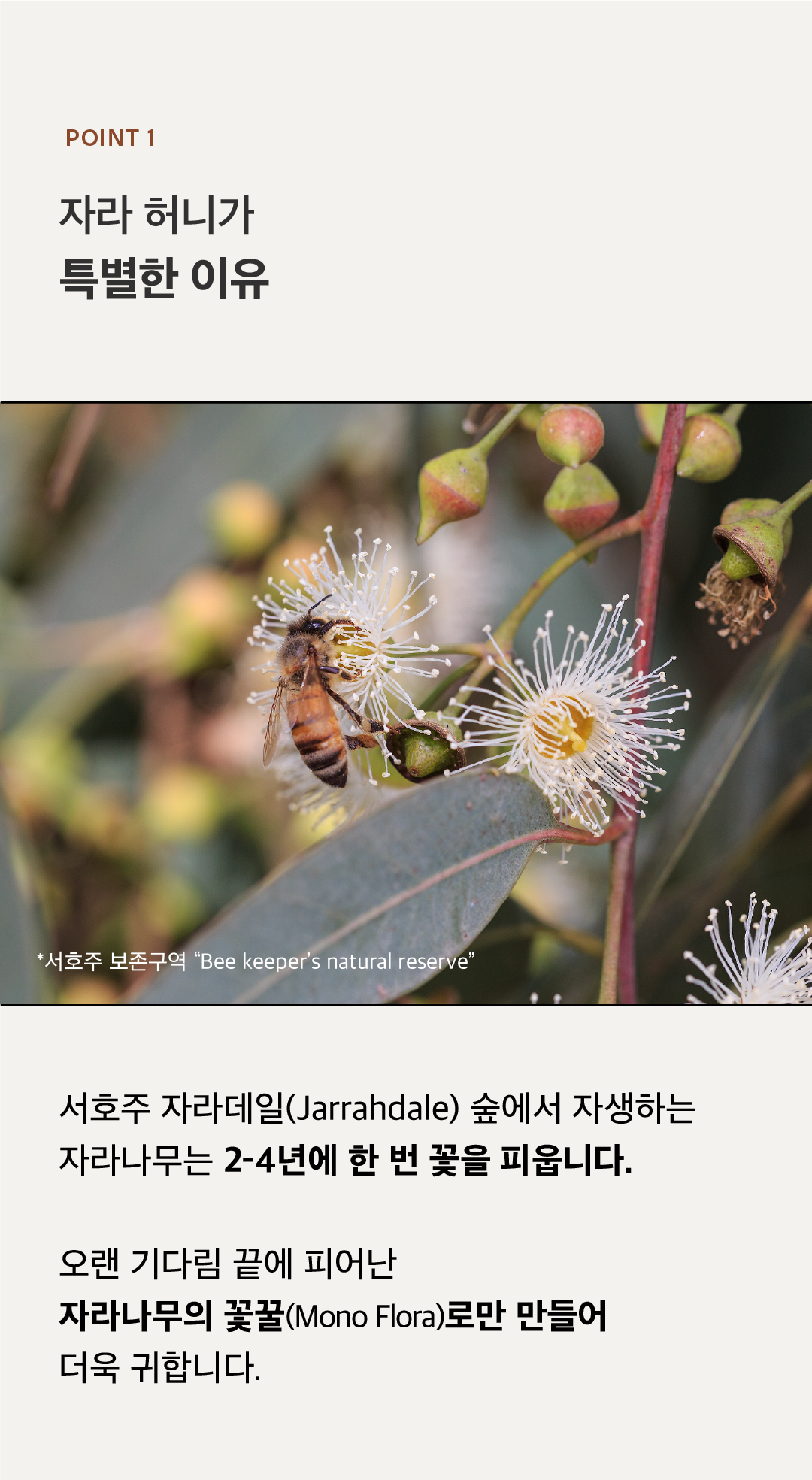 3.Zara Honey Individual -1